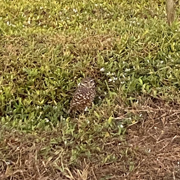 I like daily trips to the post office. 🏤 📦 💗 - Picture 5 of 10